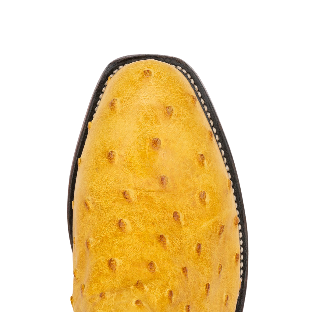 BUTTERCUP BRUCIATO FULL QUILL OSTRICH